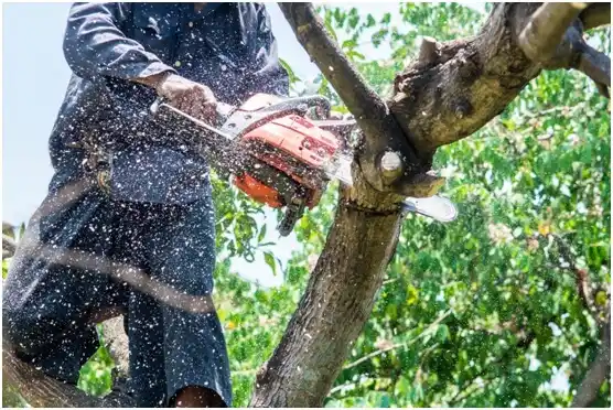 tree services Pleasant Hill